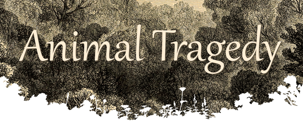 Animal Tragedy - торрент, скачать бесплатно игру